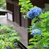 紫陽花を添えて