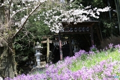 花々の奥には