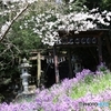 花々の奥には