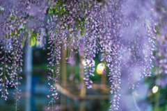 亀戸天神社藤まつり