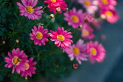 A Little Bit of Pink