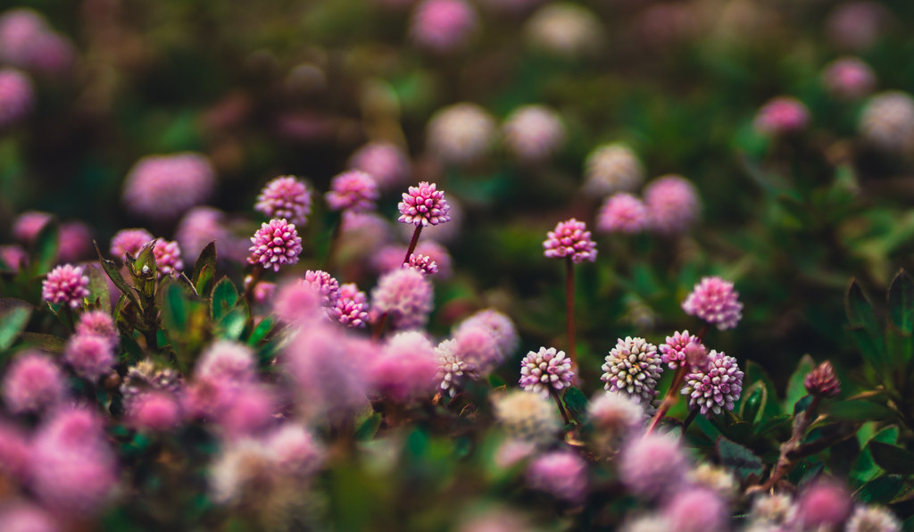 Pops of Pink