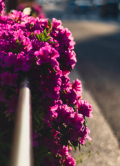道端の花