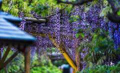 亀戸天神社藤まつり