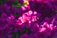 道端の花