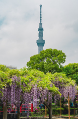亀戸天神社藤まつり④