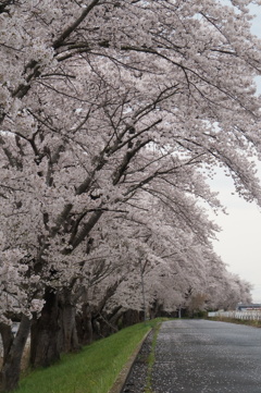 若柳の桜