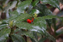 この植物は何の実？