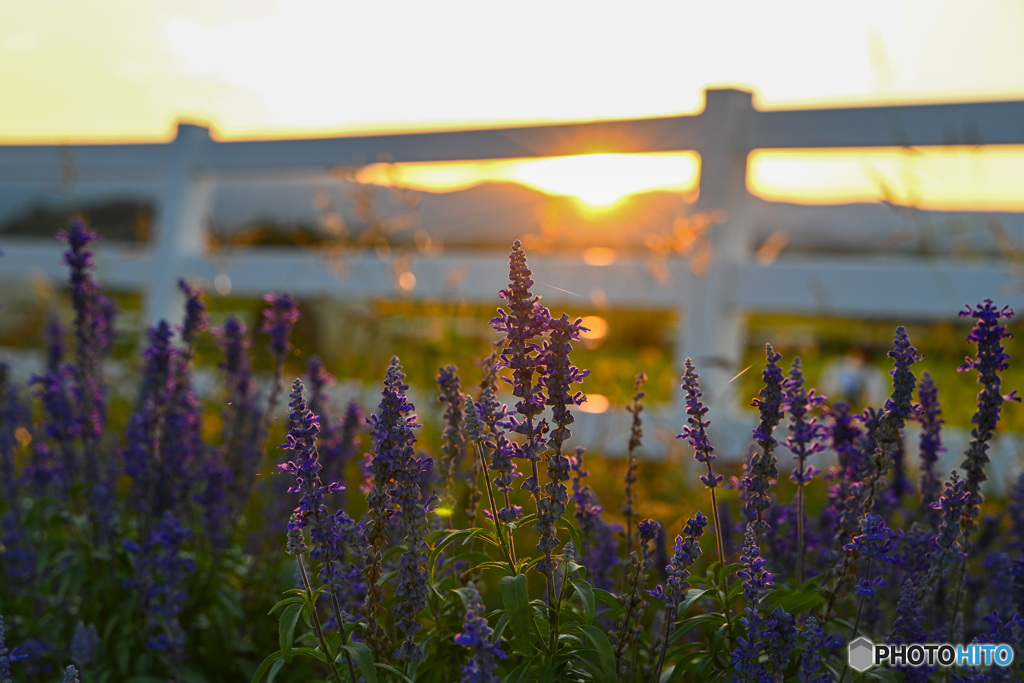 夕陽