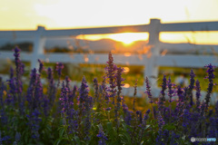 夕陽