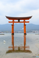 大鳥居