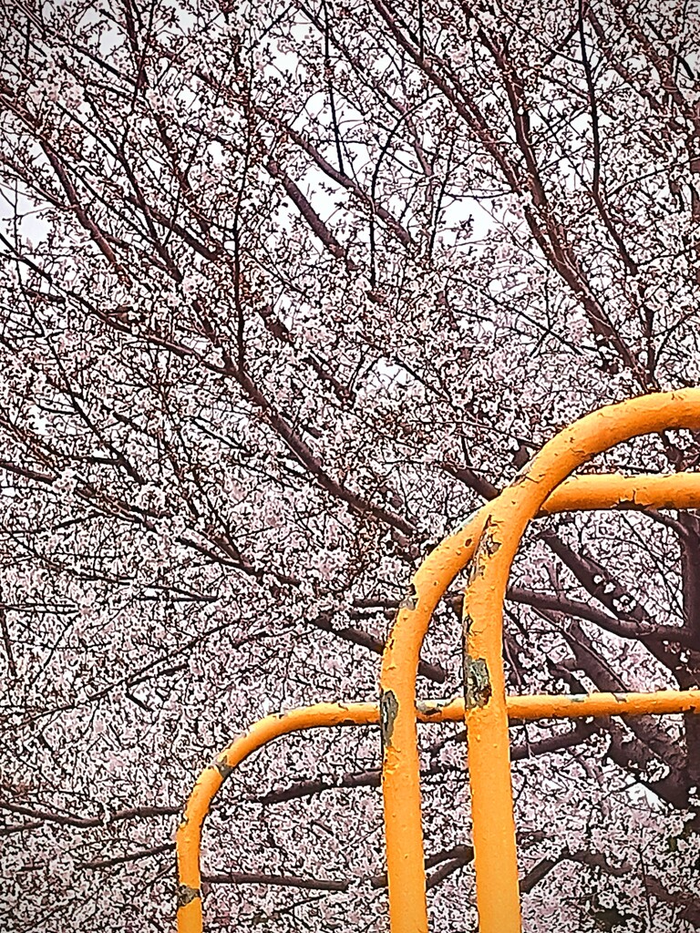 遊具と桜