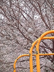 遊具と桜