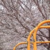 遊具と桜