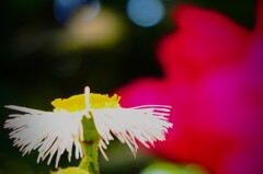 路傍の花