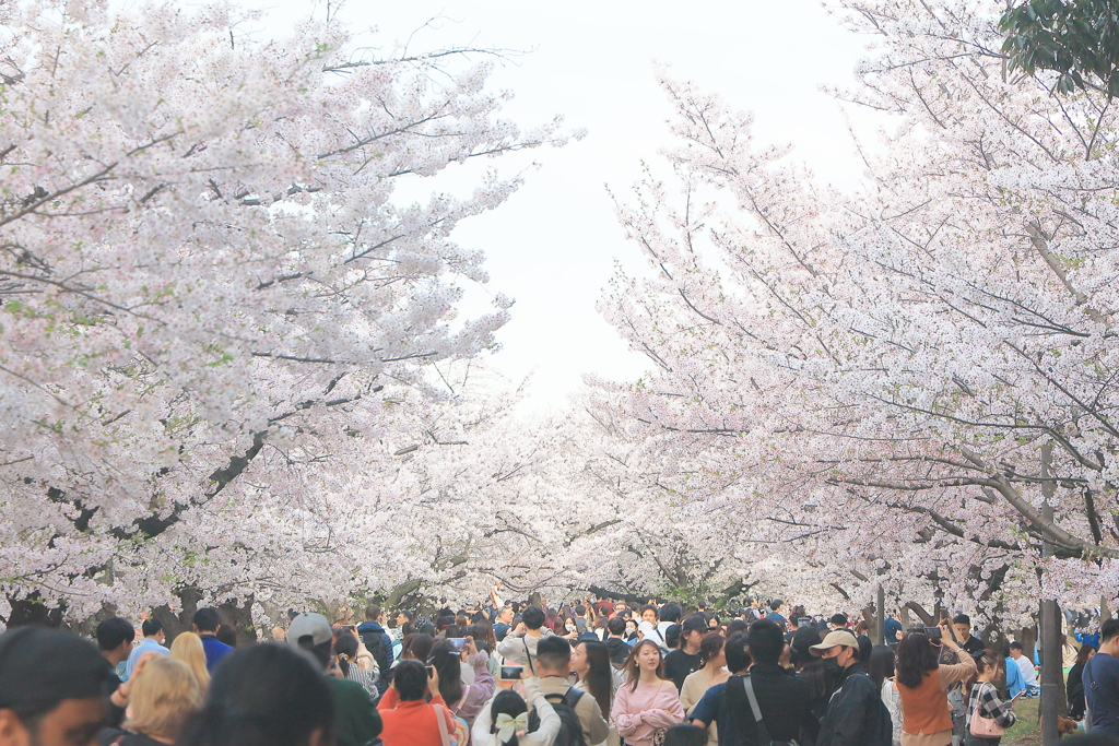 桜道