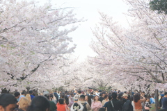 桜道