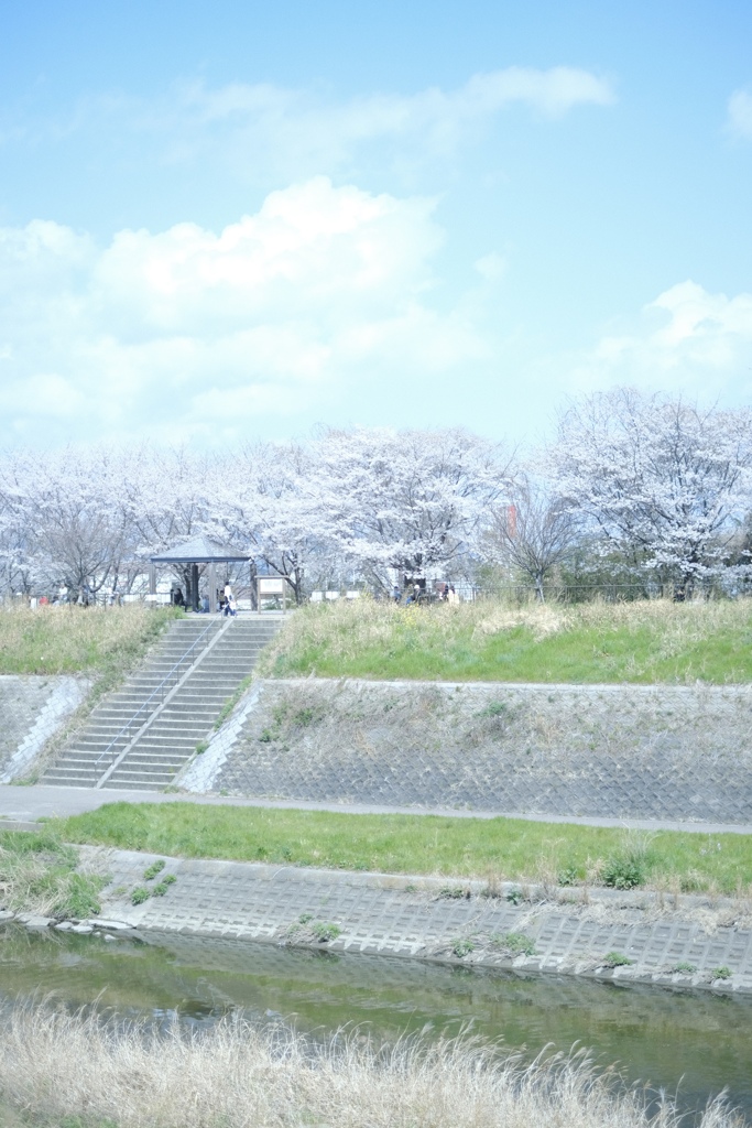 春なので桜