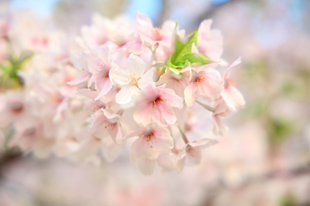 二重露光の桜