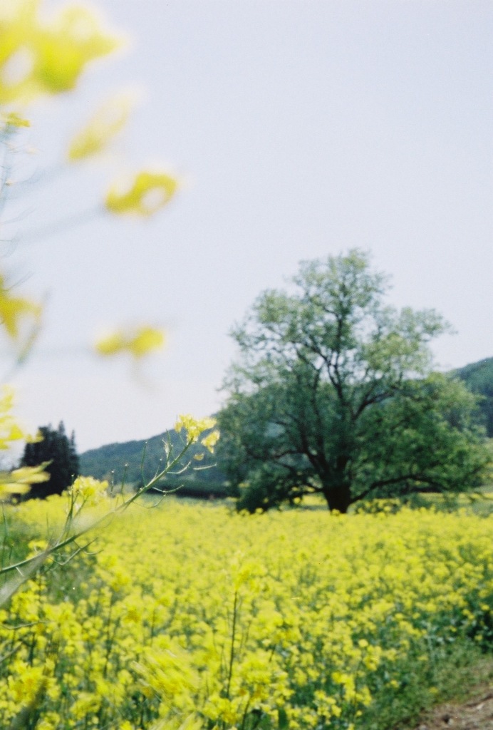 淡い黄色が揺れて