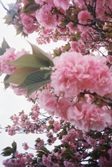 お花見