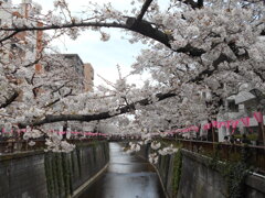 DSCN3184 - コピー