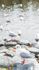 水辺の鳥さん