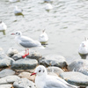 水辺の鳥さん