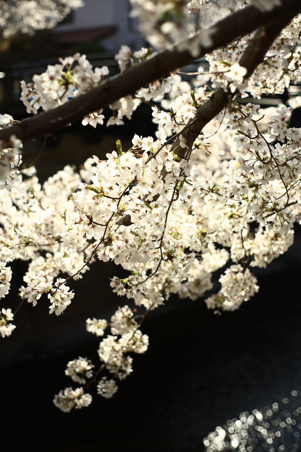 ご近所の桜
