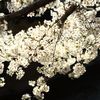 ご近所の桜