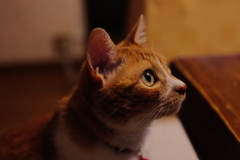 茶トラ白の猫