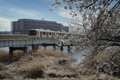 桜と電車
