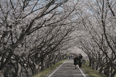 今年の桜