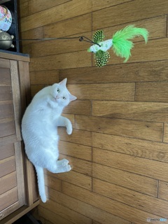我が家の人気者
