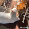 レオ兄お返しニャン(^^)