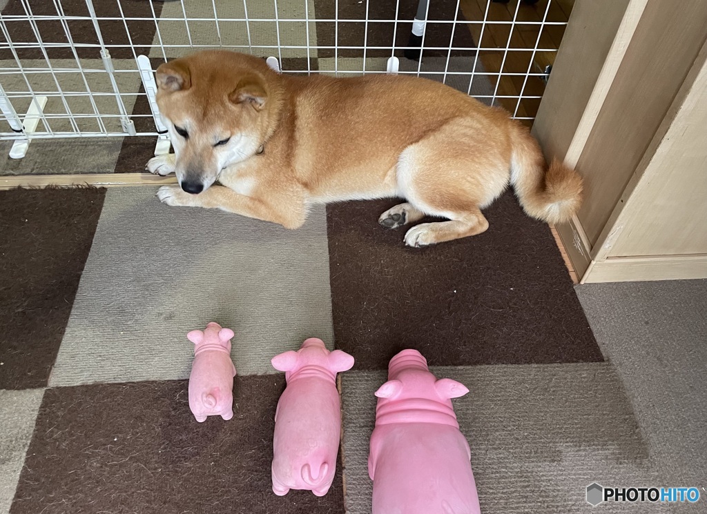 ブーブーブー