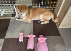 ブーブーブー