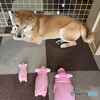 ブーブーブー
