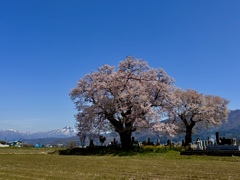 一ノ堰の種蒔き桜