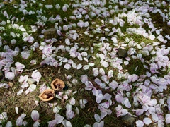 足元の桜