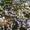 足元の桜