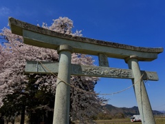 鳥居と桜