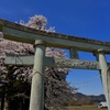 鳥居と桜
