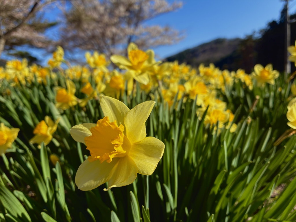 七ヶ岳登山口