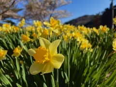 七ヶ岳登山口