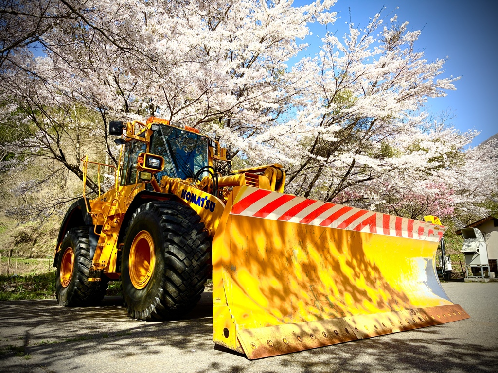 重機と桜