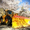 重機と桜