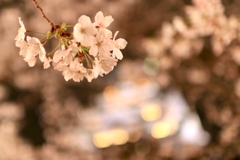 大阪城と桜
