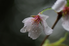 散りゆく桜
