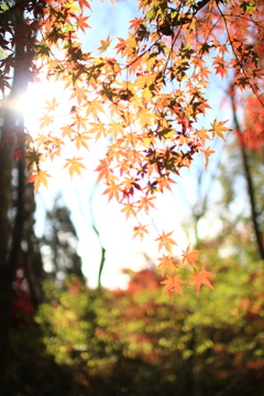 紅葉